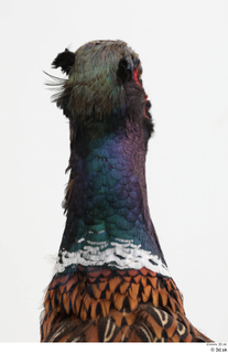 Pheasant  2 head 0020.jpg